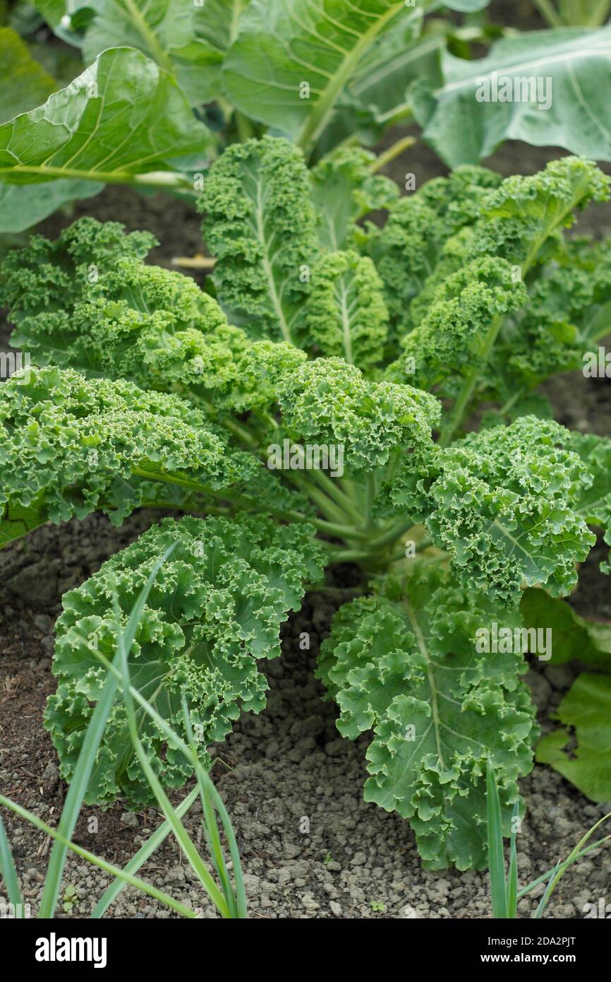 Brassica oleracea 'Zwerggrün gewellt'. Lockige Grünkohl-Pflanze, die in einem Gemüsegarten in einem britischen Garten wächst. Stockfoto