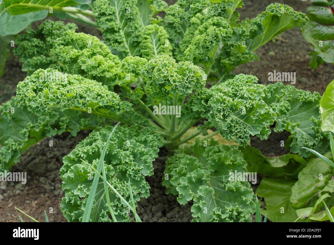 Brassica oleracea 'Zwerggrün gewellt'. Lockige Grünkohl-Pflanze, die in einem Gemüsegarten in einem britischen Garten wächst. Stockfoto