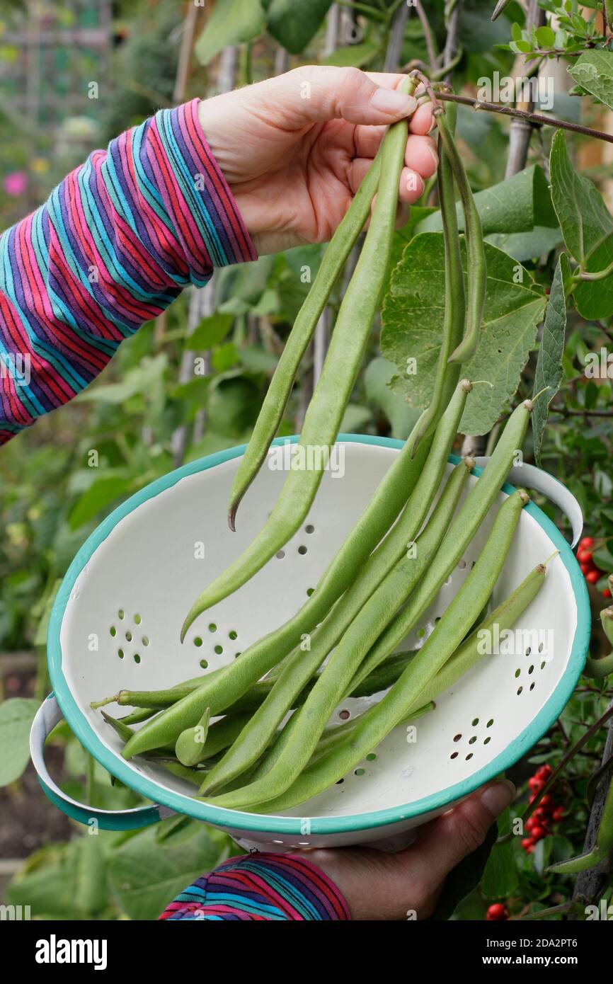 Phaseolus coccineus 'Firestorm'. Frau pflücken homegrown Läufer Bohnen in einem Sieb in einem Garten Gemüsegarten Grundstück. VEREINIGTES KÖNIGREICH Stockfoto