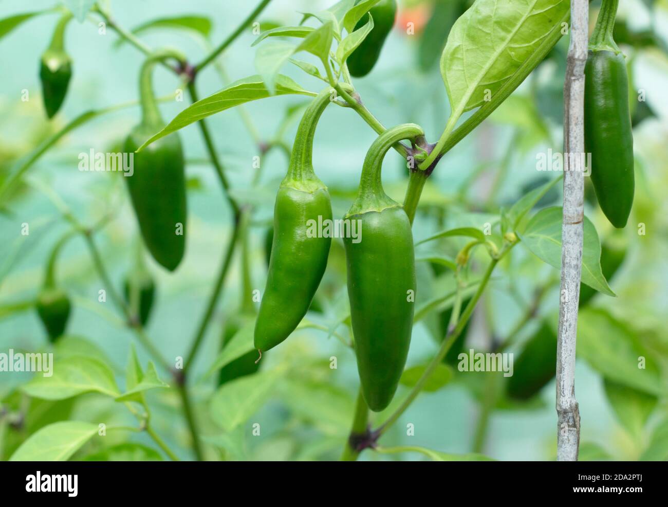 Capsicum annuum. Jalapeno Chilischoten wachsen unter der Decke in einem englischen Garten. VEREINIGTES KÖNIGREICH Stockfoto