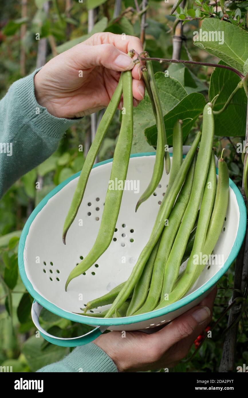 Phaseolus coccineus 'Firestorm'. Frau pflücken homegrown Läufer Bohnen in einem Sieb in einem Garten Gemüsegarten Grundstück. VEREINIGTES KÖNIGREICH Stockfoto