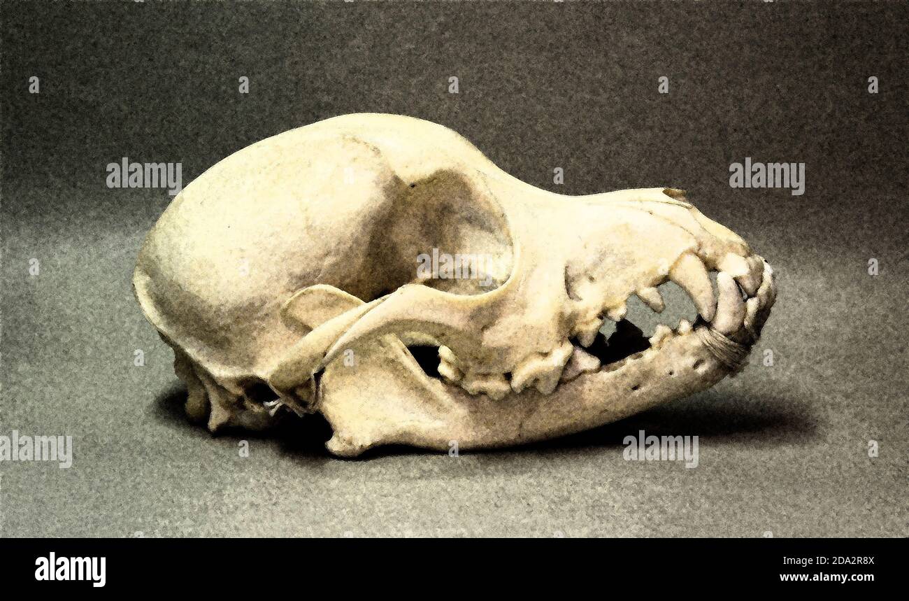 Schädel eines kleinen Hundes. Tierknochen für Anatomie. Stockfoto