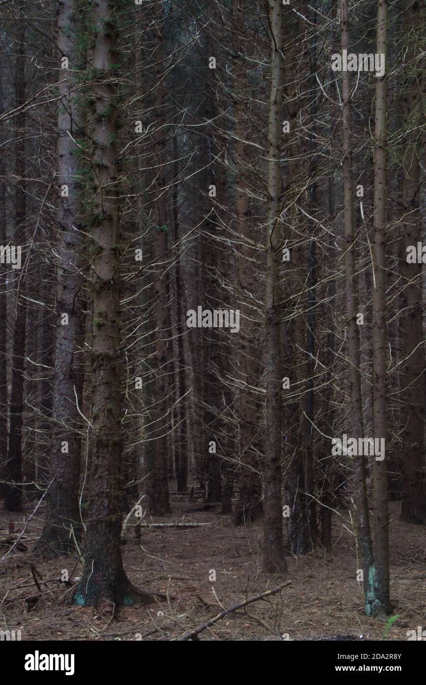 Natürlicher Hintergrund: Ein dunkler, fast undurchdringlicher Wald, eine Monokultur von Pinien Stockfoto