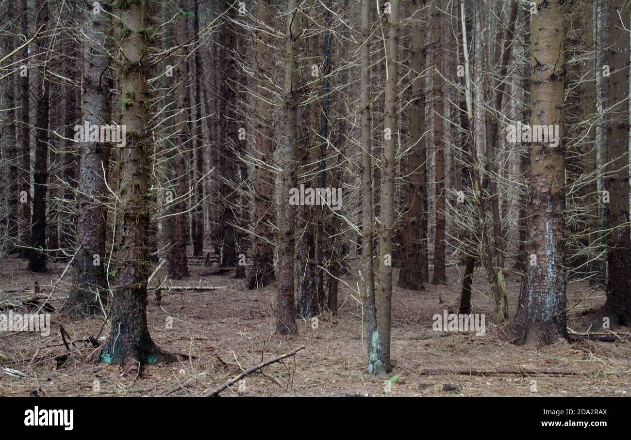 Natürlicher Hintergrund: Ein dunkler, fast undurchdringlicher Wald, eine Monokultur von Pinien Stockfoto