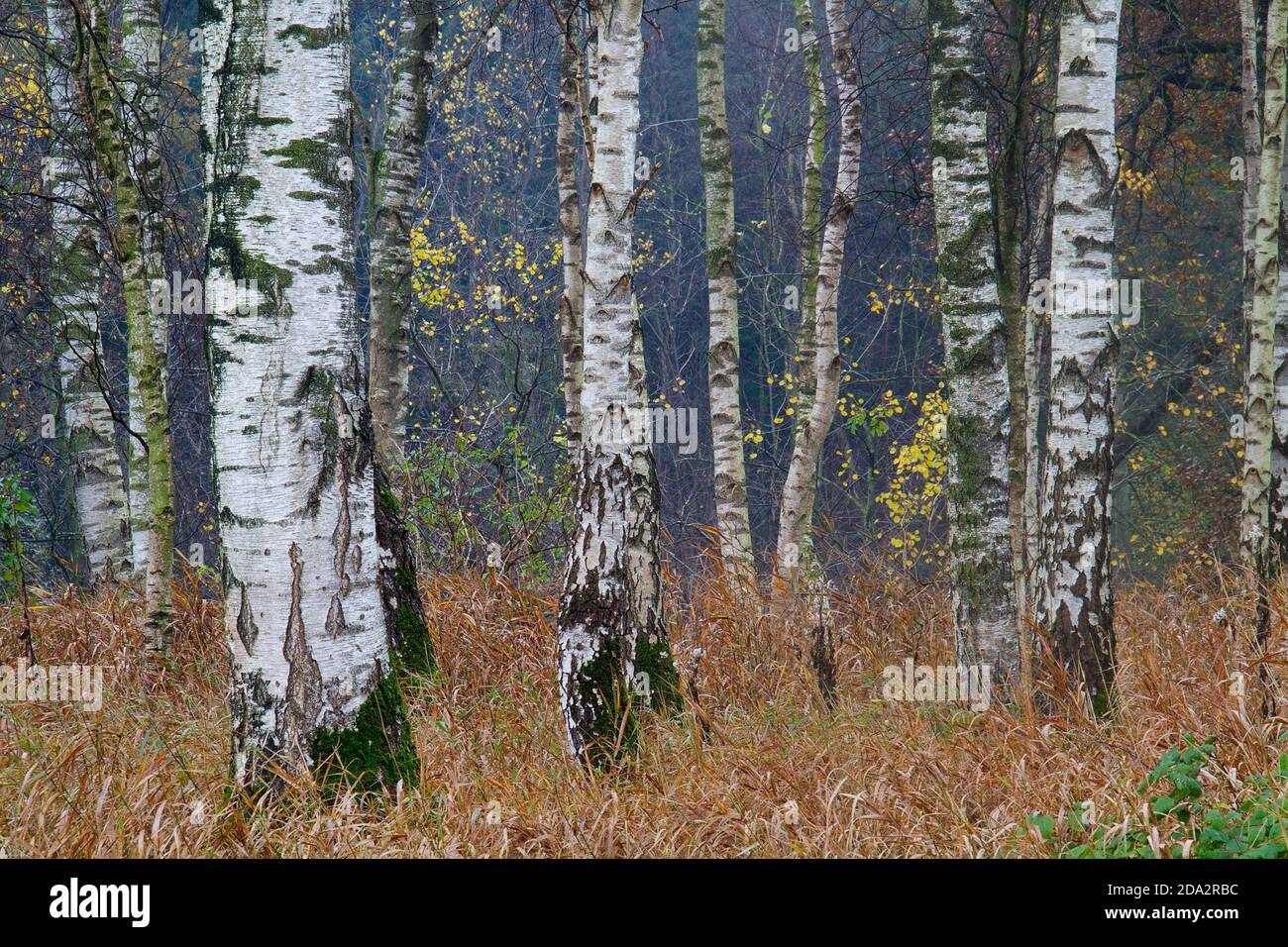 Weiße Stiele von Silberbirken zwischen trockenem braunem Gras hinein Herbst Stockfoto