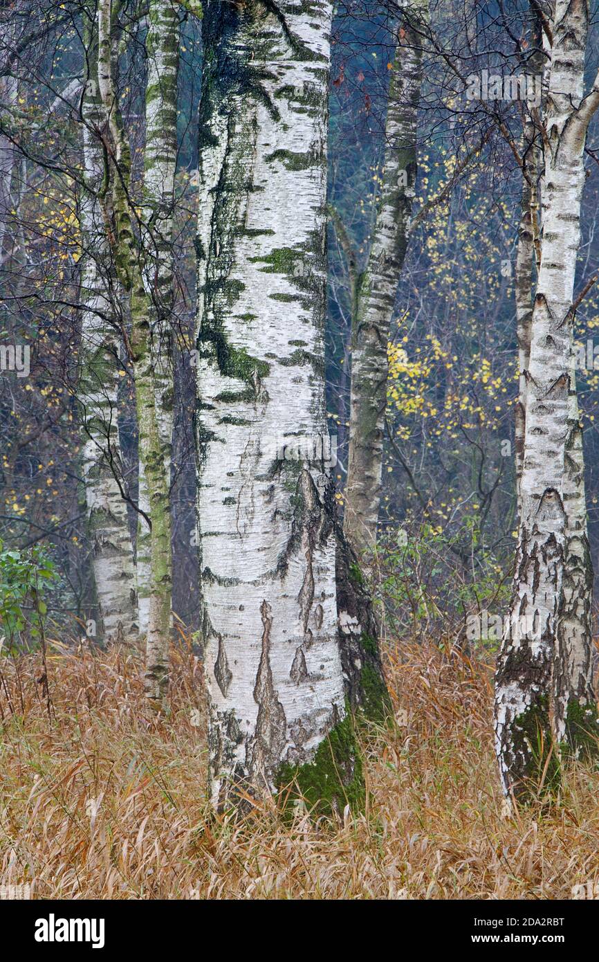Weiße Stiele von Silberbirken zwischen trockenem braunem Gras hinein Herbst Stockfoto