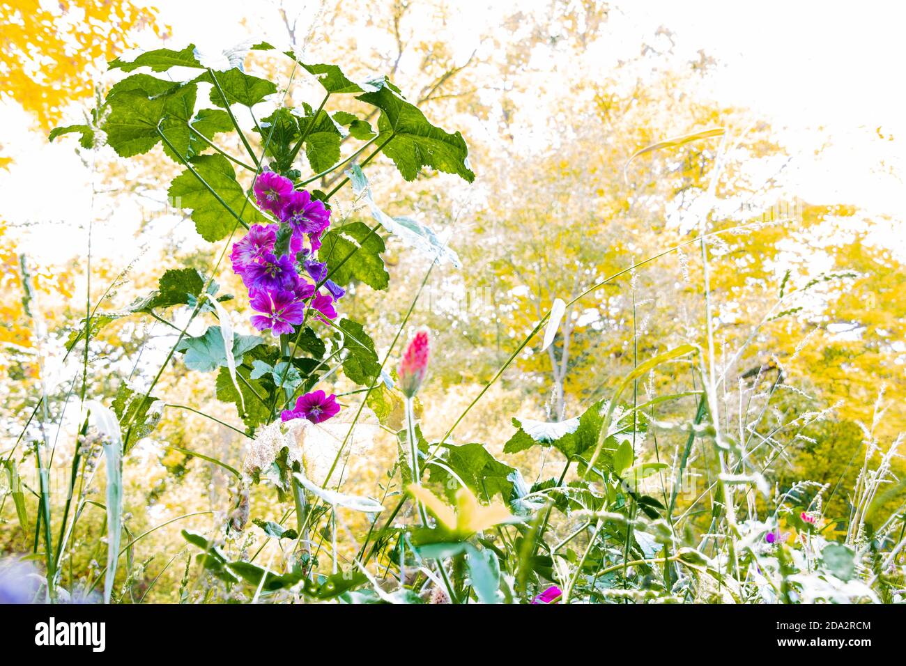 Lila Blüten einer wilden Malbe mit überbelichteten Hintergrund mit Speicherplatz kopieren Stockfoto