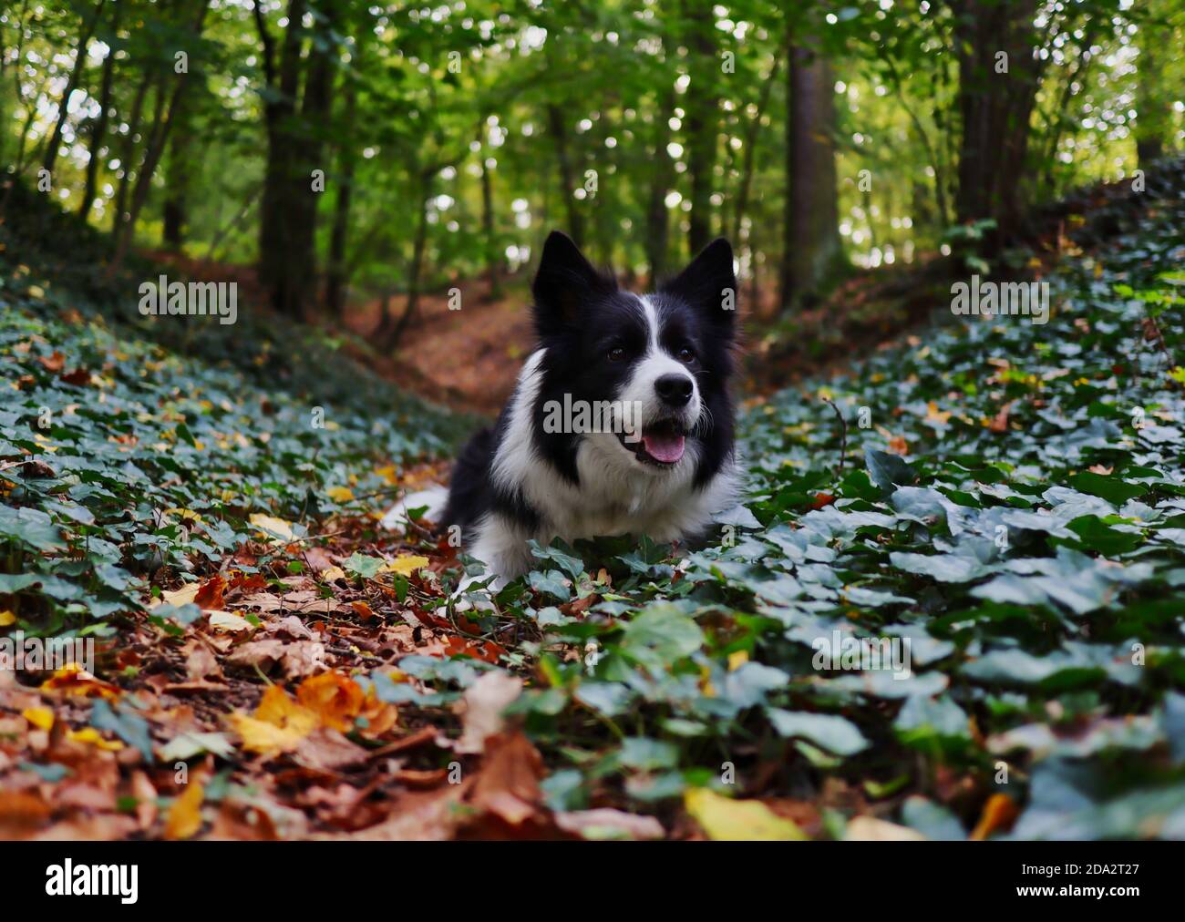 Liebenswert Border Collie liegt unten im Wald. Happy Black and White Dog smiles in Nature. Stockfoto