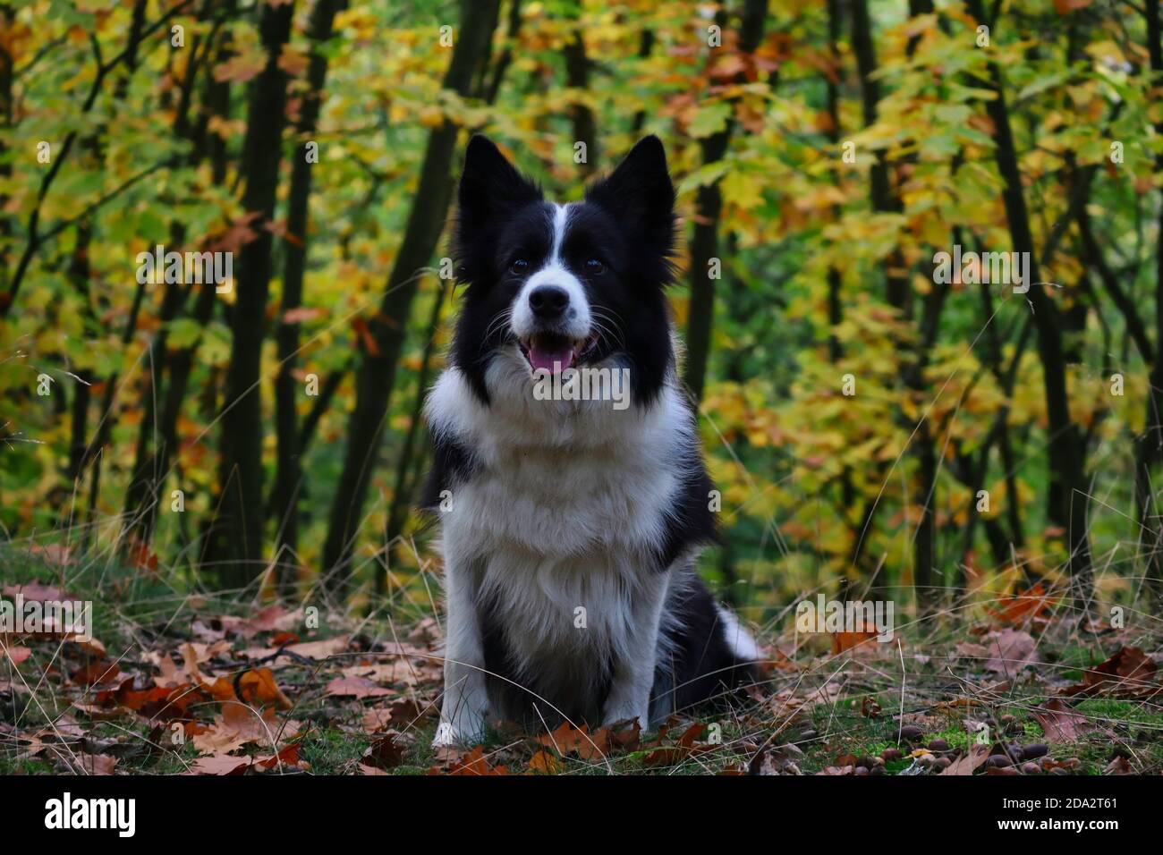 Liebenswert Border Collie sitzt in bunten Wald während der Herbstsaison. Herbststimmung mit glücklichen schwarzen und weißen Hund lächelt in der Natur. Stockfoto
