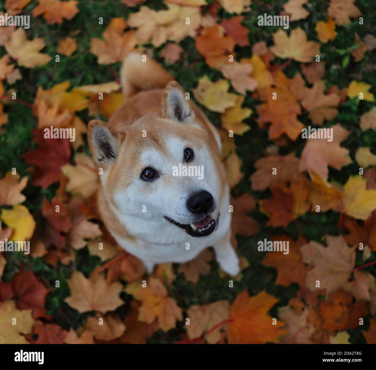 Top-Down Shiba with Smile on its Face sitzt während der Herbstsaison auf bunten Herbstblättern. Die Shiba Inu ist eine japanische Rasse. Stockfoto