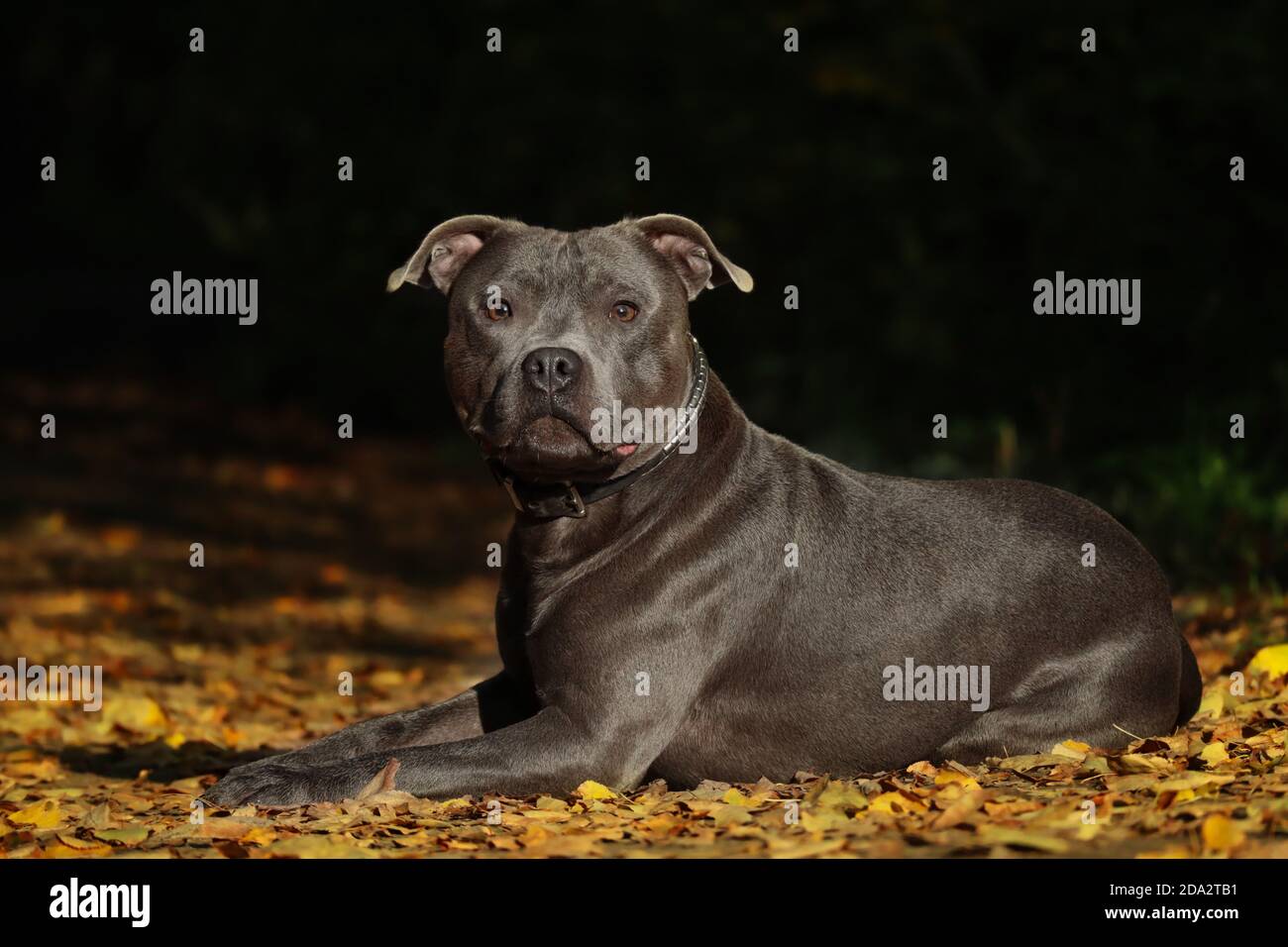 Serious Staffordshire Bull Terrier liegt auf bunten Herbst fallen Blätter. Liebenswert blau Staffy in der Natur während der Herbstsaison mit dunklen Hintergrund. Stockfoto
