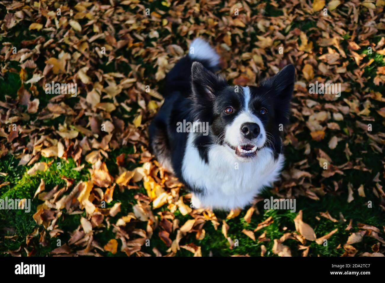 Draufsicht auf lächelnde Border Collie Sitting Down on Fallen Autumn Leaves during Sunny Day. Top-Down-Bild von Schwarz und Weiß Happy Dog in der Herbstsaison. Stockfoto