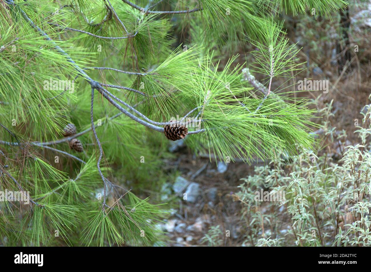 Teichkiefer. Pinus serotina. Nadelholz Nahaufnahme Hintergrund. Stockfoto