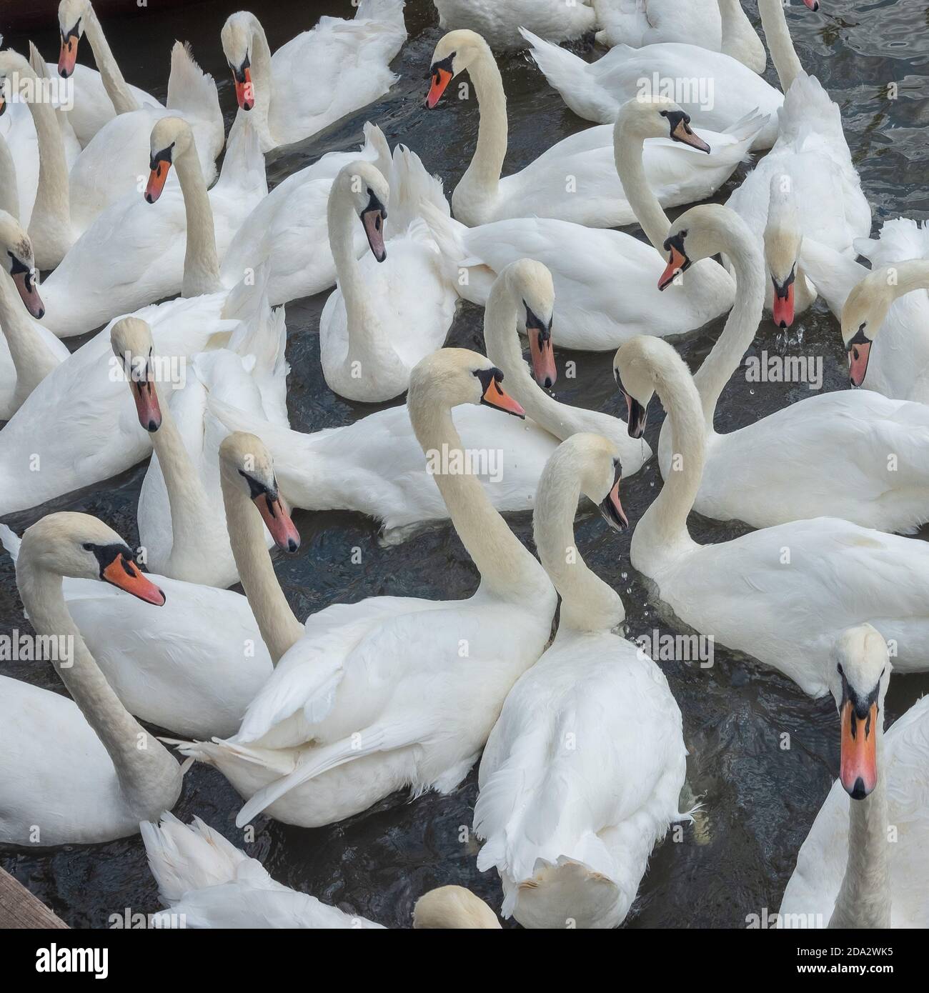 Mute Swans on River Avon in Stratford on Avon Stockfoto