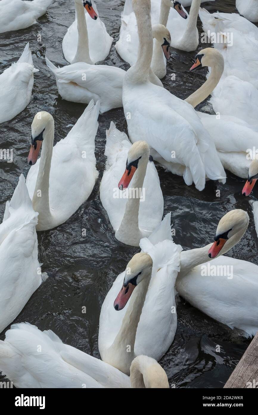 Mute Swans on River Avon in Stratford on Avon Stockfoto