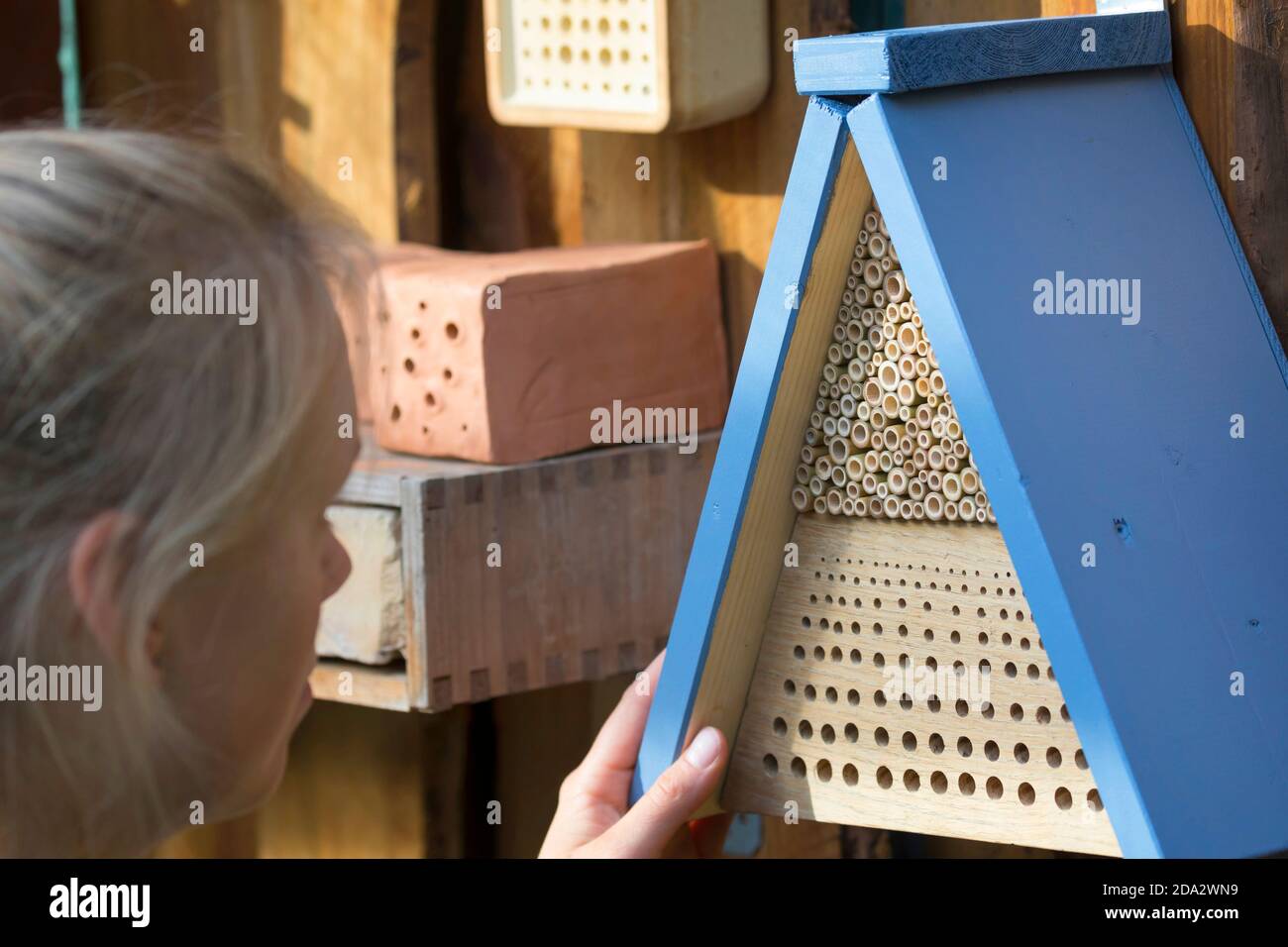 Junge Frau beobachtet Wildbienen an Nisthilfen, Deutschland Stockfoto