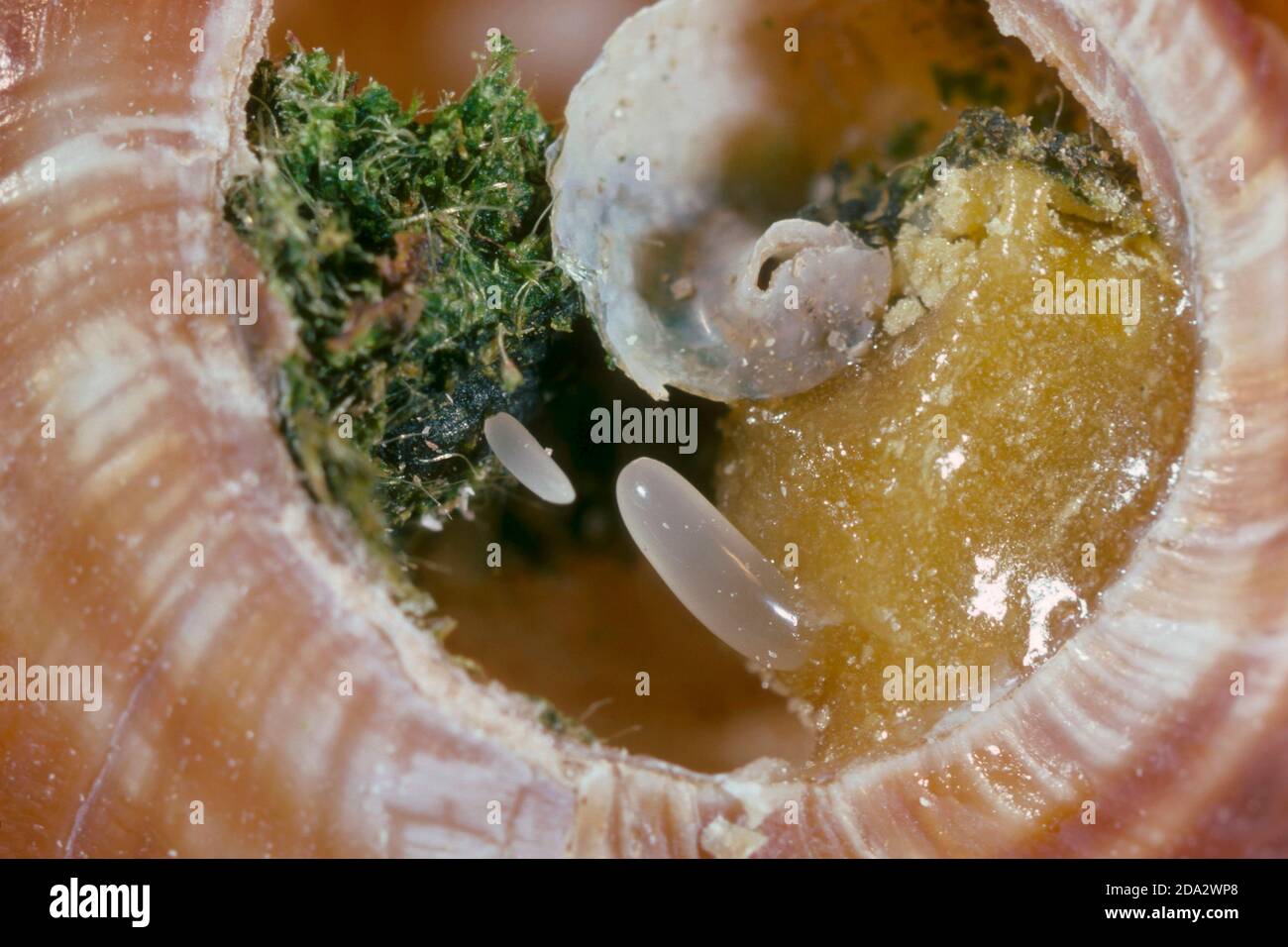 Goldgesäumte Maurerbiene (Osmia aurulenta, Helicosmia aurulenta), Nest in einer Schneckenschale, Deutschland Stockfoto