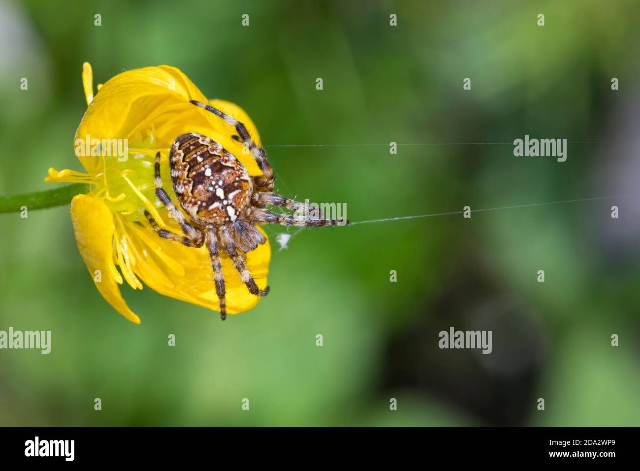 Kreuzweber, Europäische Gartenspinne, Kreuzspinne (Araneus diadematus), auf einer Butterschale, Ranunculus, Deutschland Stockfoto