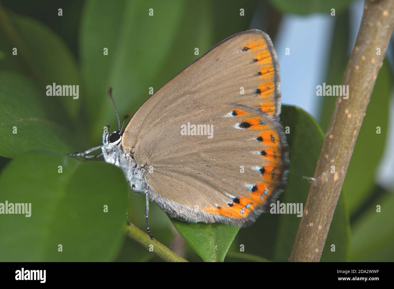 Spanish Purple Hairstreak (Laeosopis roboris), sitzend auf einem Laef, Seitenansicht, Frankreich Stockfoto