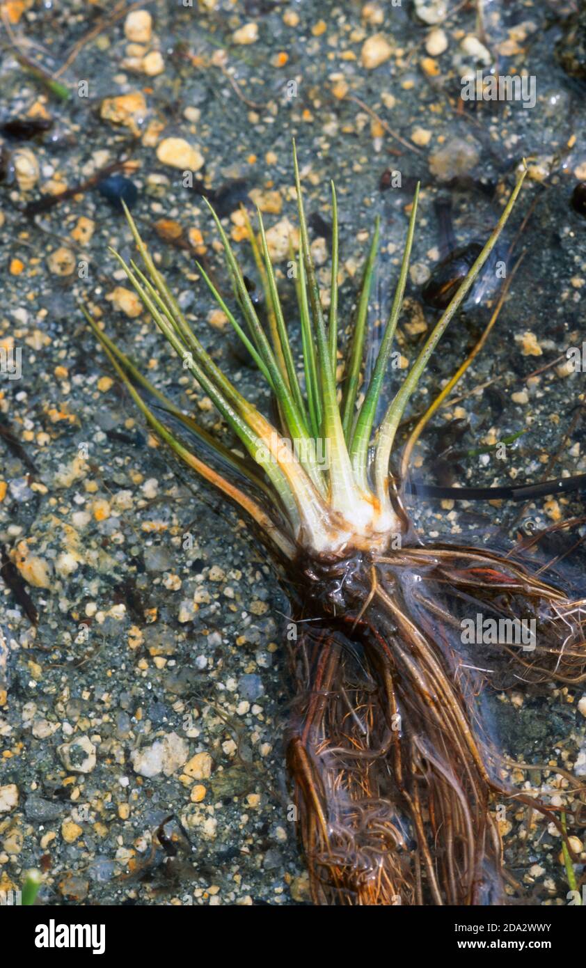 westliches Quillkraut (Isoetes lacustris), ausgewaschen, Deutschland Stockfoto