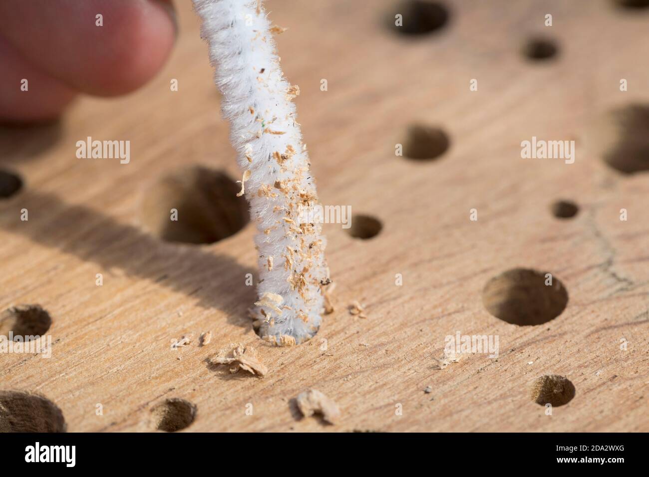Wildbienennisthilfe aus Hartholz mit gebohrten Löchern, eventuell in den Löchern verbliebener Bohrstaub wird mit einem Rohrreiniger entfernt, Deutschland Stockfoto