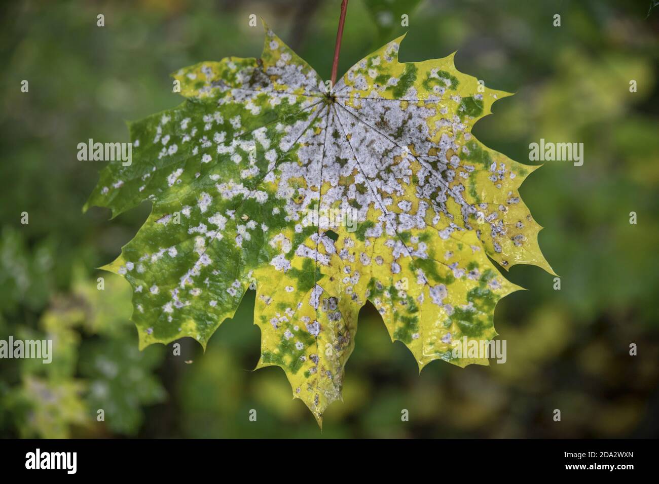 Norwegenahorn (Acer platanoides), krankes Ahornblatt im Herbst, Deutschland Stockfoto