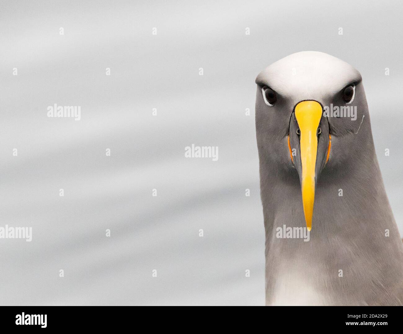 Nördlicher Bullers Albatross, Bullers Albatross, Bullers Mollymawk (Thalassarche bulleri platei, Thalassarche platei), Porträt, Vorderansicht, Neu Stockfoto