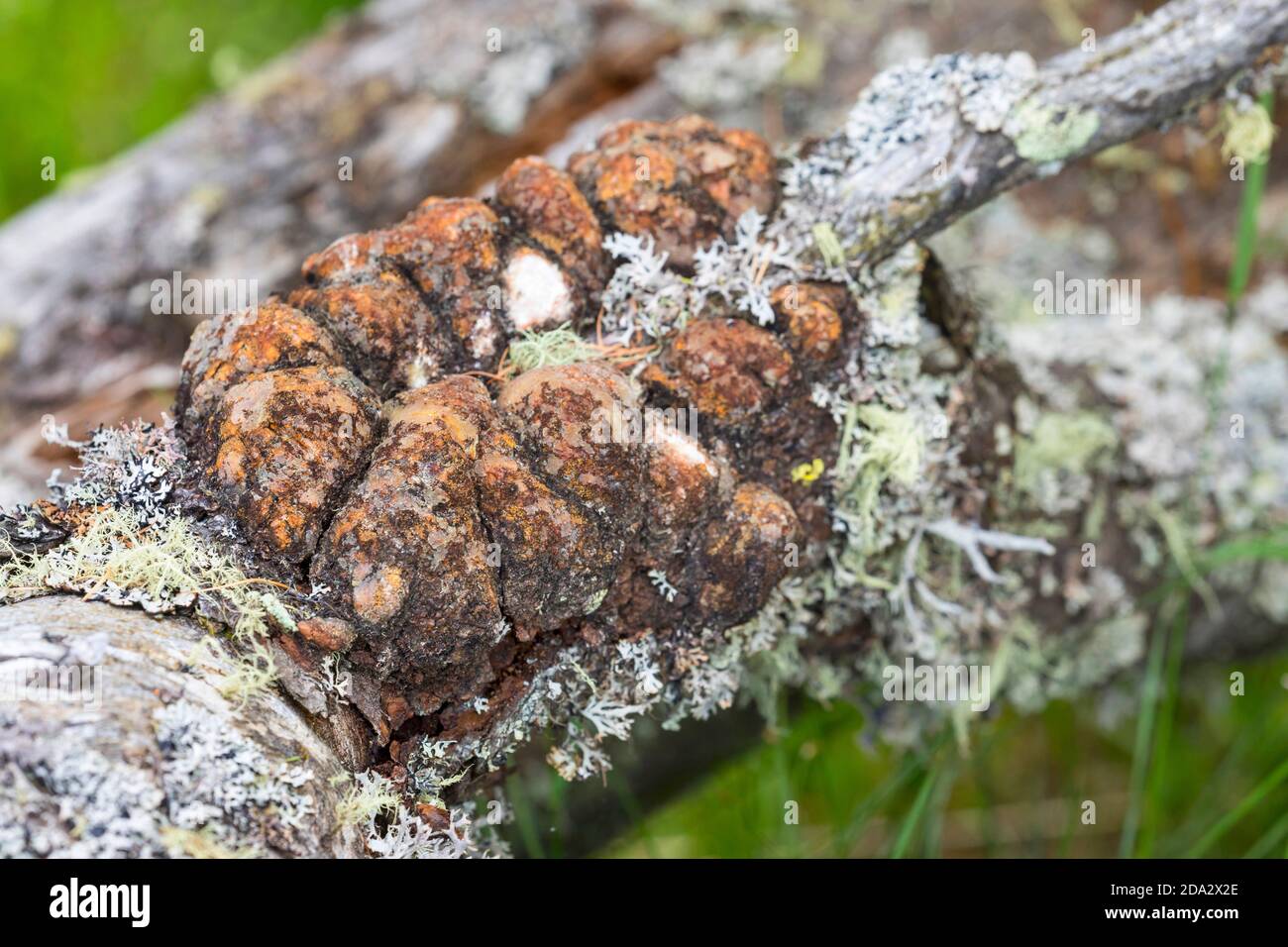 Zirbenkiefer, Zirbenkiefer (Pinus cembra), Harz am Stamm einer Zirbenkiefer, Deutschland Stockfoto
