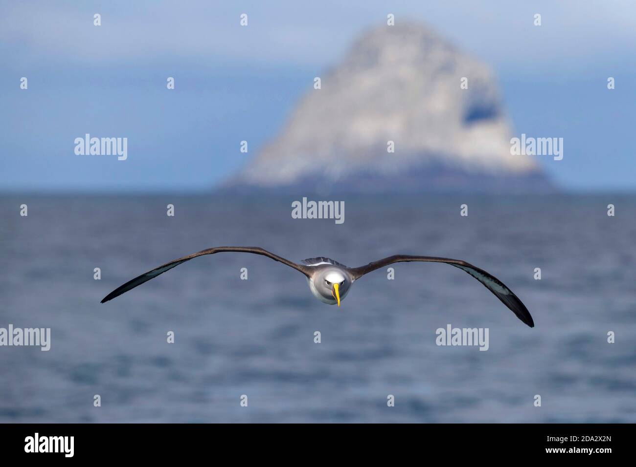 Nördlicher Bullers Albatross, Bullers Albatross, Bullers Mollymawk (Thalassarche bulleri platei, Thalassarche platei), im Flug, Pyramid Rock in Stockfoto