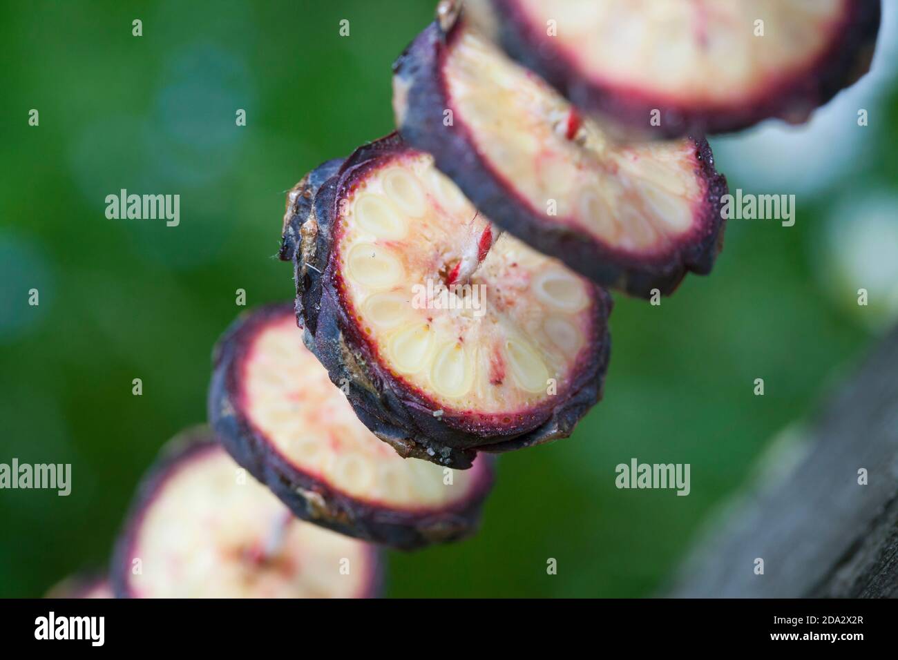 Zirbenkiefer, Zirbenkiefer (Pinus cembra), Herstellung einer Kegelkette, Serienbild 8/10, Deutschland Stockfoto