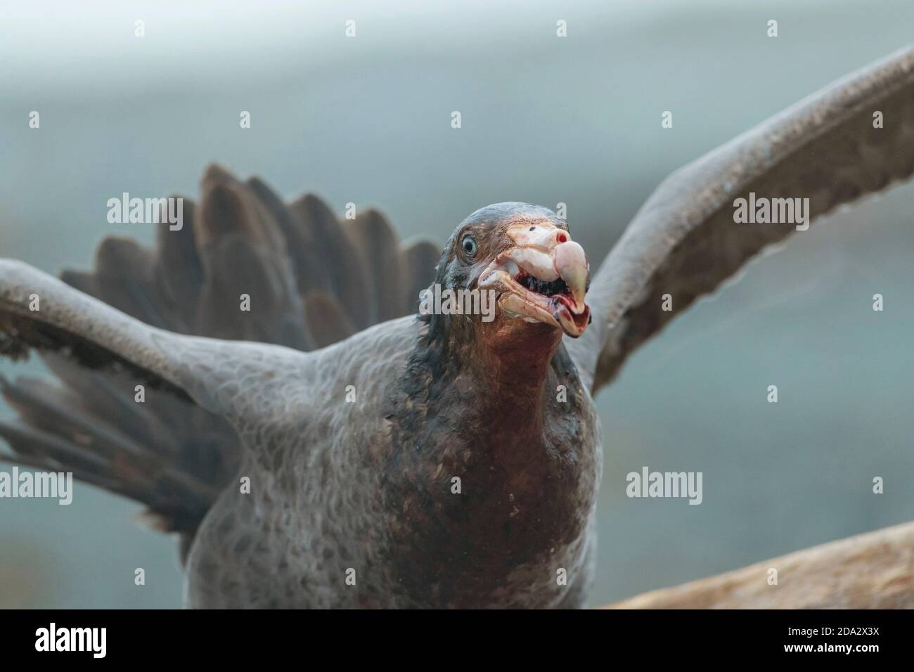 Nördlicher Riesensturmvogel, Riesensturmvogel, Halls Riesensturmvogel (Macronectes halli), mit Futter im Schnabel, Essen von einer toten südlichen Elefantenrobbe, Stockfoto