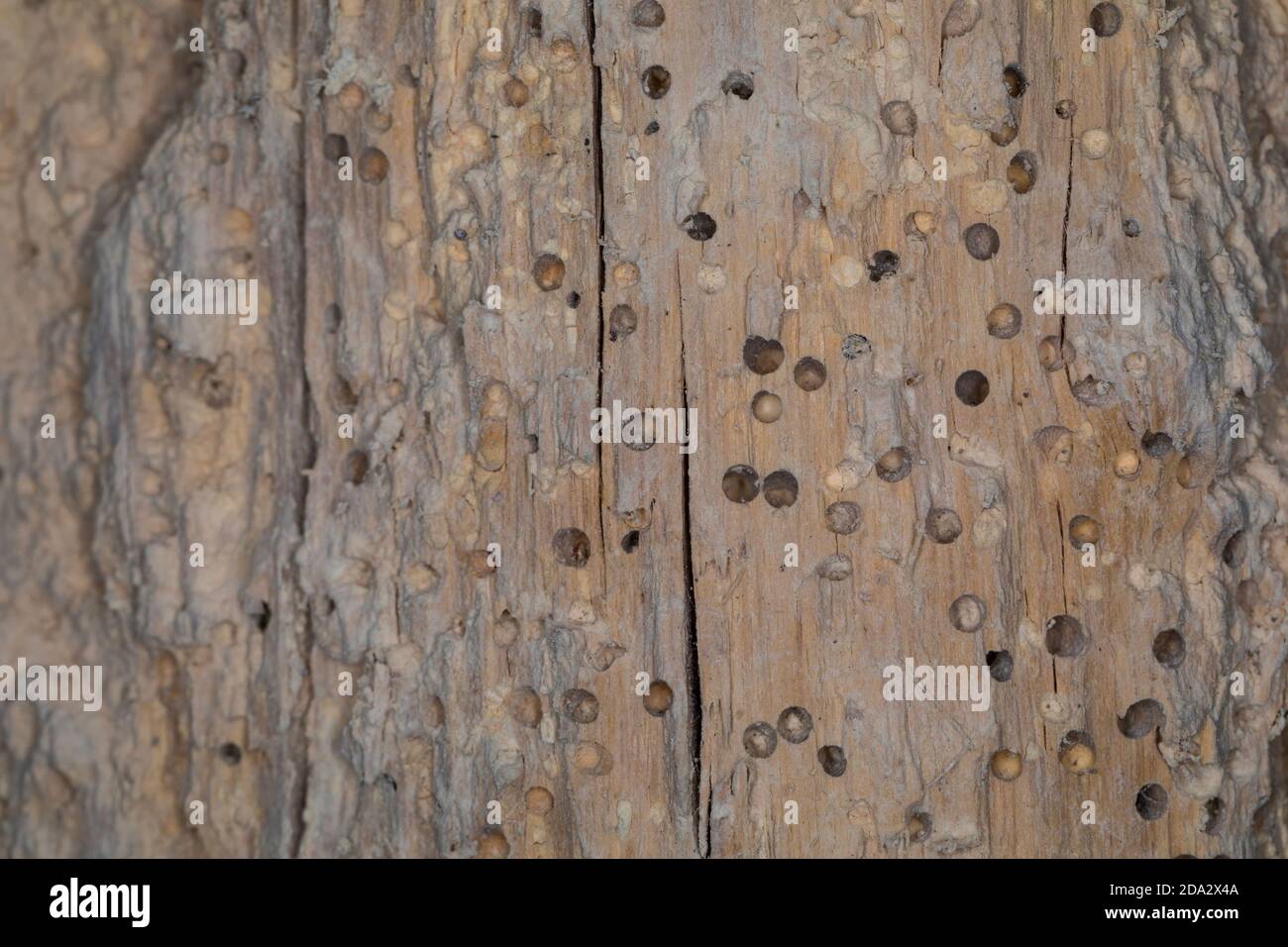 käfer gräbt sich in altem sprödem Holz, Deutschland Stockfoto