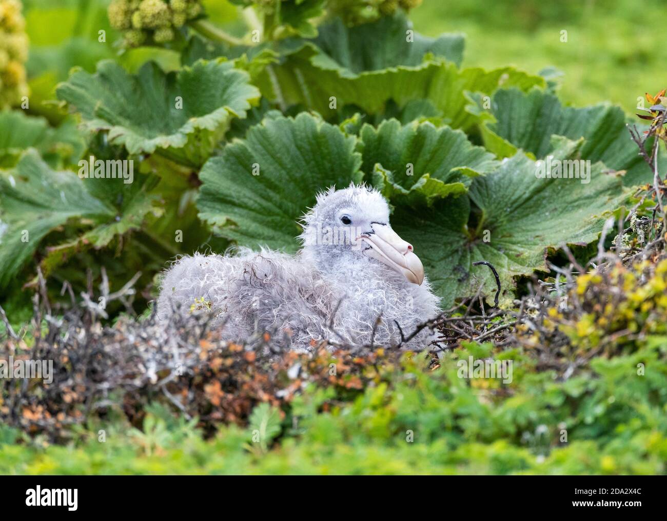 Nördlicher Riesensturmvogel, Riesensturmvogel, Halls Riesensturmvogel (Macronectes halli), Küken, die auf seinem Nest sitzen, Neuseeland, Antipoden-Inseln Stockfoto