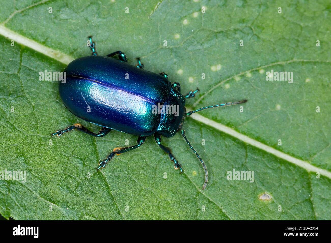 Blattkäfer (Oreina spec.), auf einem Blatt, Deutschland Stockfoto