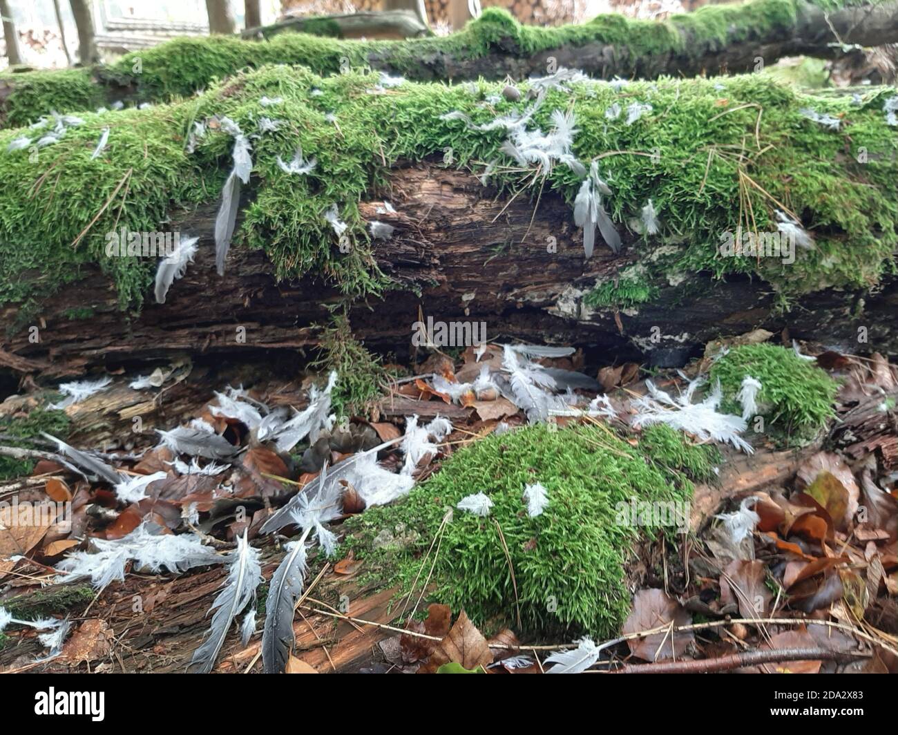 Gezupfte Federn einer Taube auf Waldboden, Deutschland Stockfoto