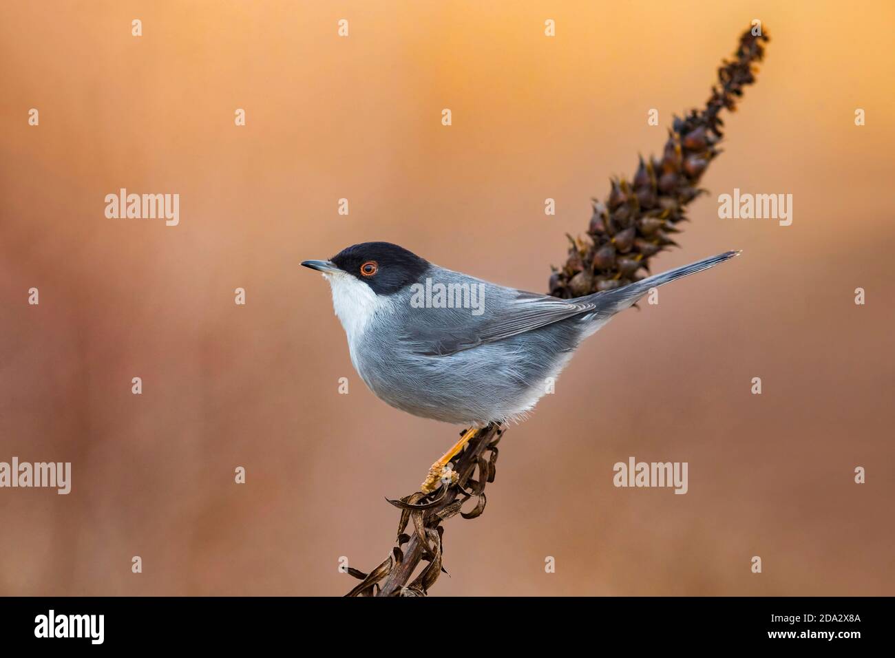 sardischer Waldsänger (Sylvia melanocephala), männlich, Italien, Piana fiorentina Stockfoto