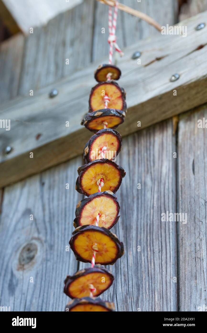 Zirbenkiefer, Zirbenkiefer (Pinus cembra), Herstellung einer Kegelkette, Serienbild 7/10, Deutschland Stockfoto