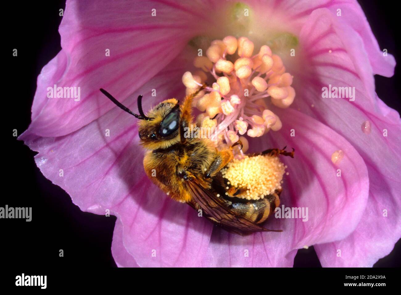 Eucera (Tetralonia macroglossa, Eucera macroglossa, Tetralonia malvae), weiblich in malva Blume, Deutschland Stockfoto