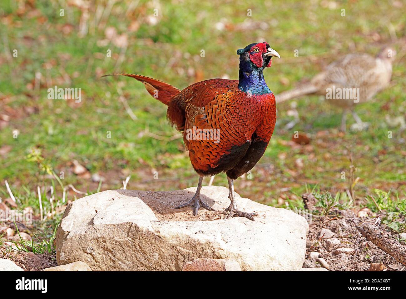 Die gemeinsame Fasan (Phasianus colchicus) Stockfoto