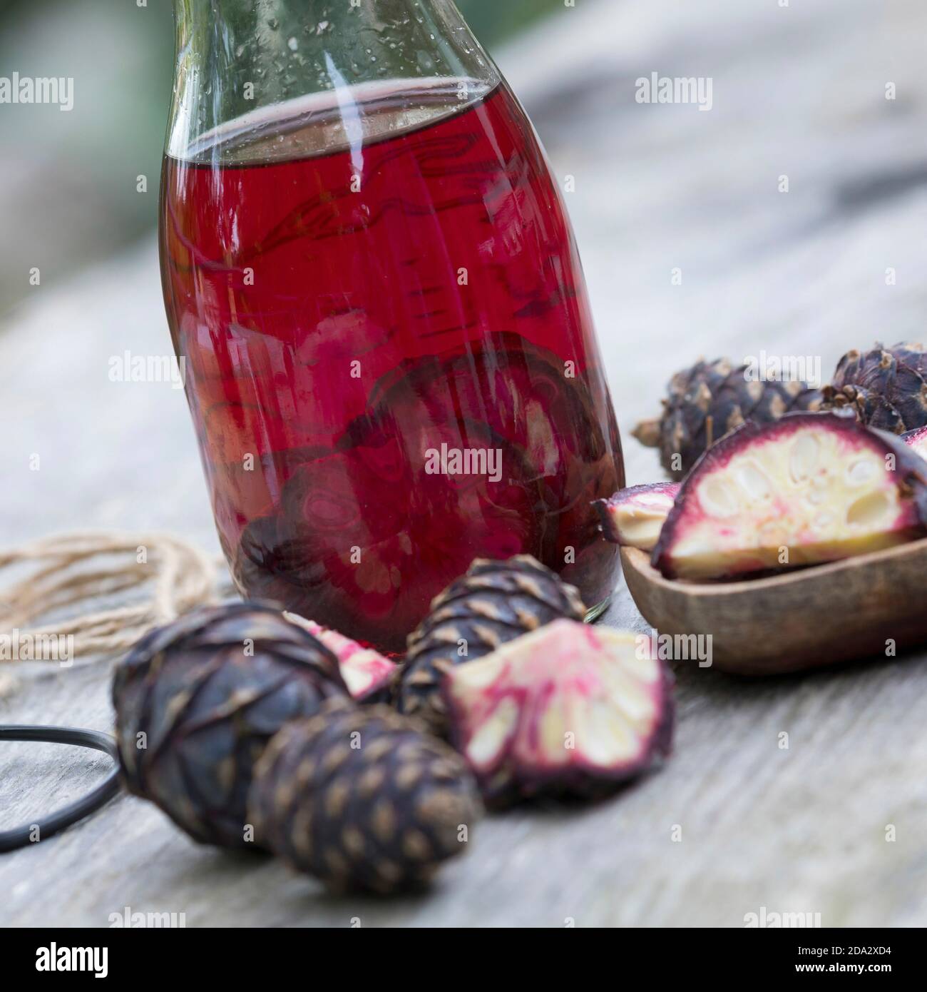Zirbenkiefer, Zirbenkiefer (Pinus cembra), selbstgemachte Zirbenspine, Deutschland Stockfoto