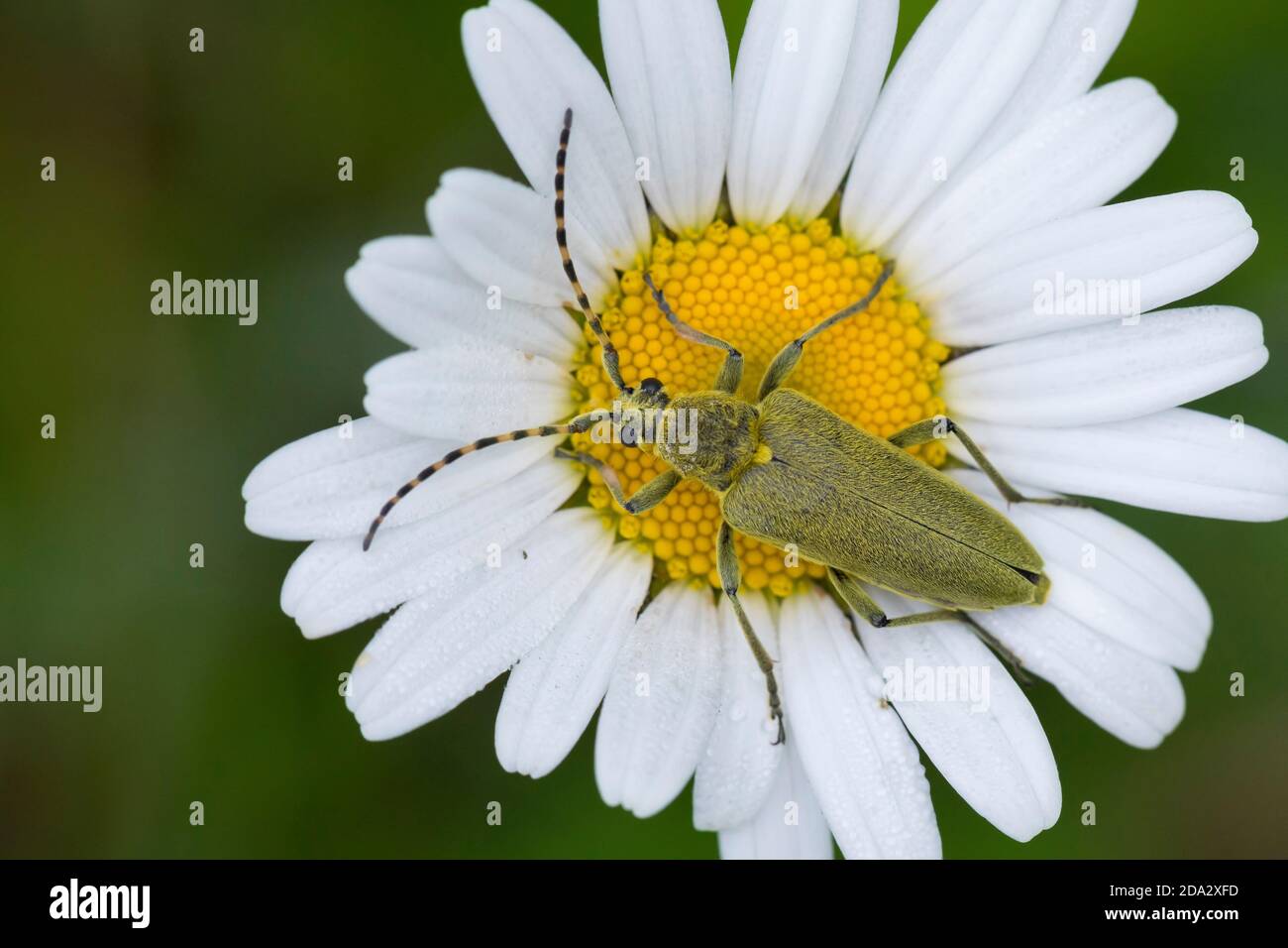 Longhorn Käfer (Lepturobosca virens, Leptura virens), sitzt auf einem Ochsenauge Gänseblümchen, Deutschland Stockfoto