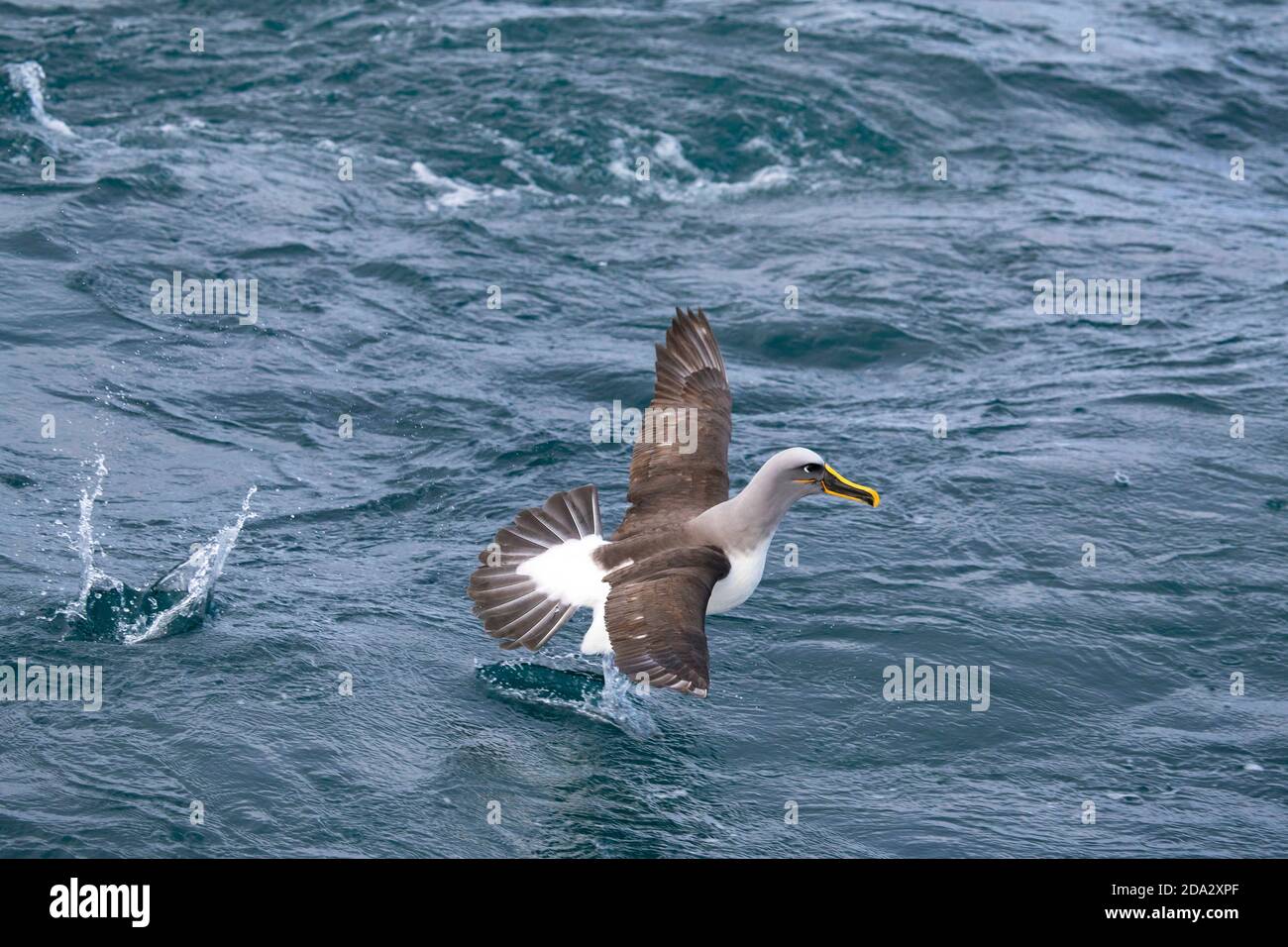 Nördlicher Bullers Albatross, Bullers Albatross, Bullers Mollymawk (Thalassarche bulleri platei, Thalassarche platei), ausgehend vom Wasser, Neu Stockfoto