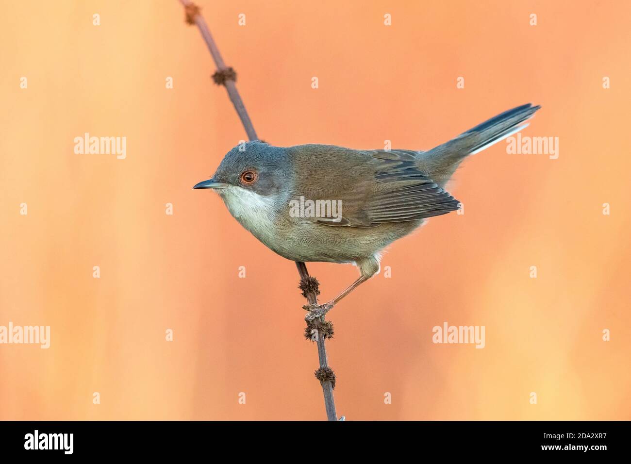 sardischer Waldsänger (Sylvia melanocephala), unreif, Italien, Piana fiorentina Stockfoto