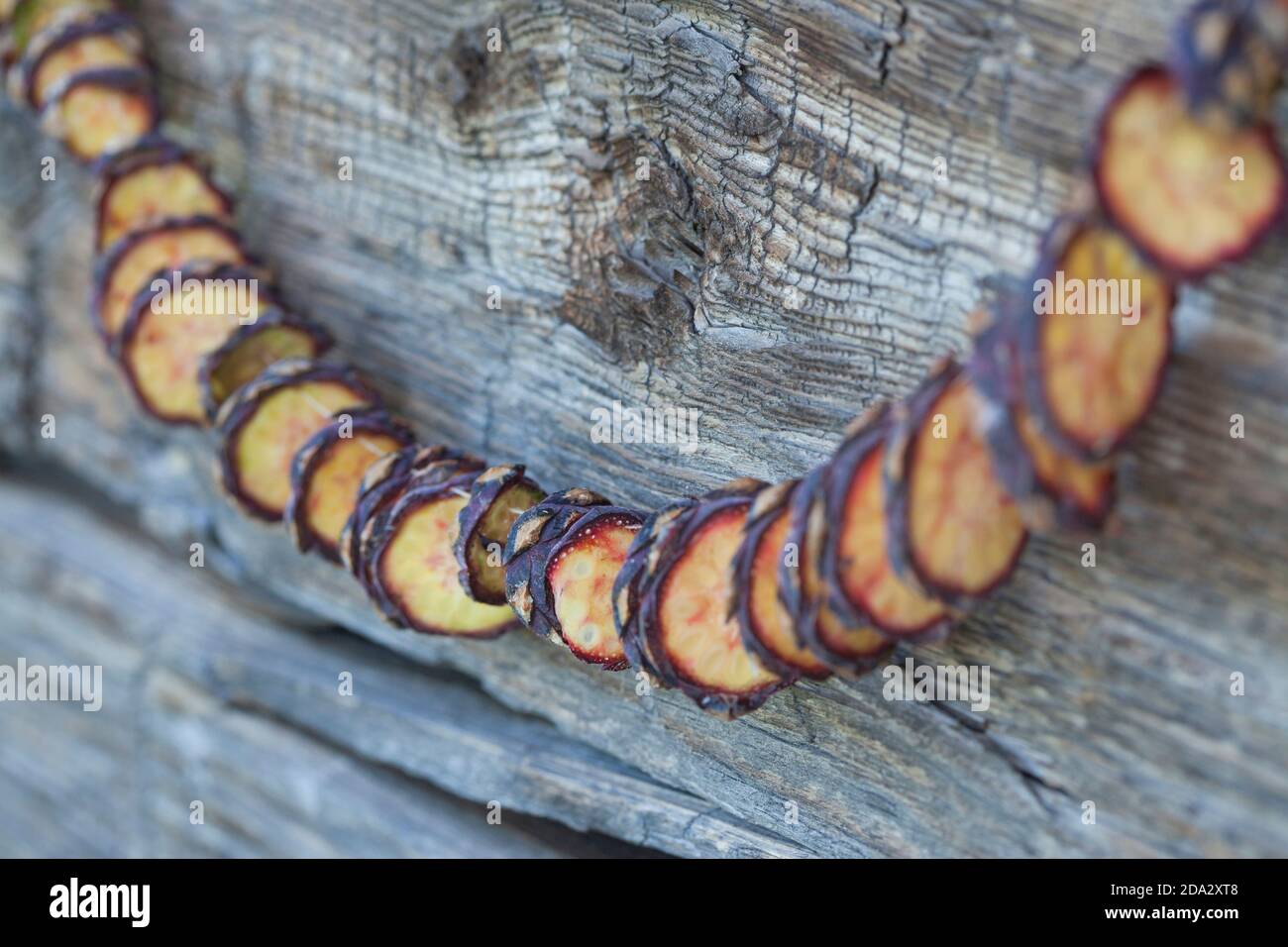 Zirbenkiefer, Zirbenkiefer (Pinus cembra), Herstellung einer Kegelkette, Serienbild 10/10, Deutschland Stockfoto