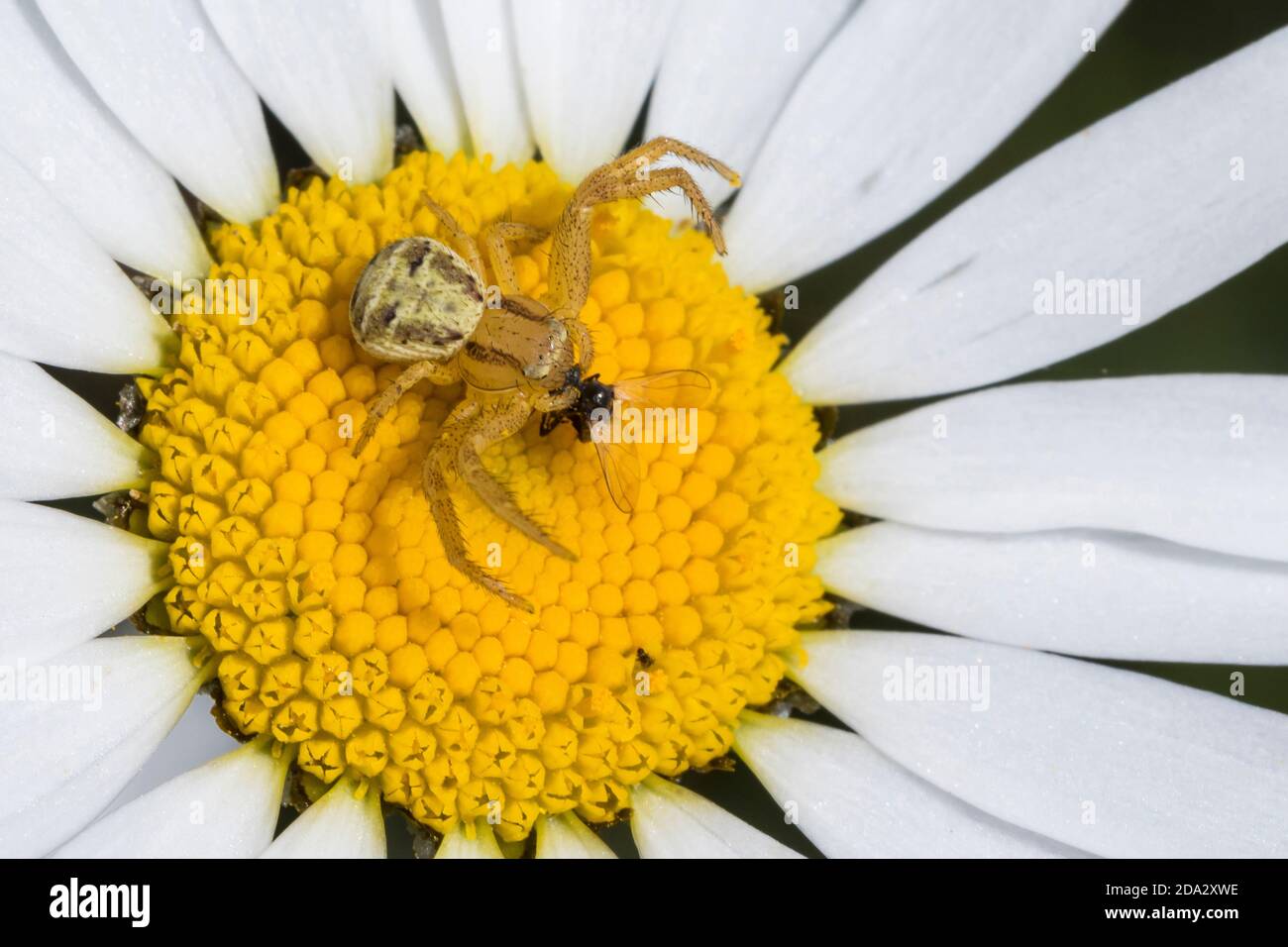 Krabbenspinne (xysticus spec.), sitzt auf einer Blume mit gefangener Fliege, Deutschland Stockfoto