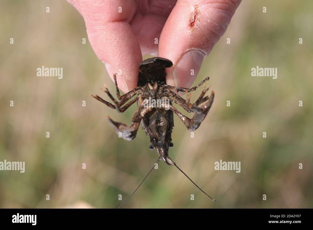 Mit den fingern halten Fotos und Bildmaterial in hoher Auflösung Alamy