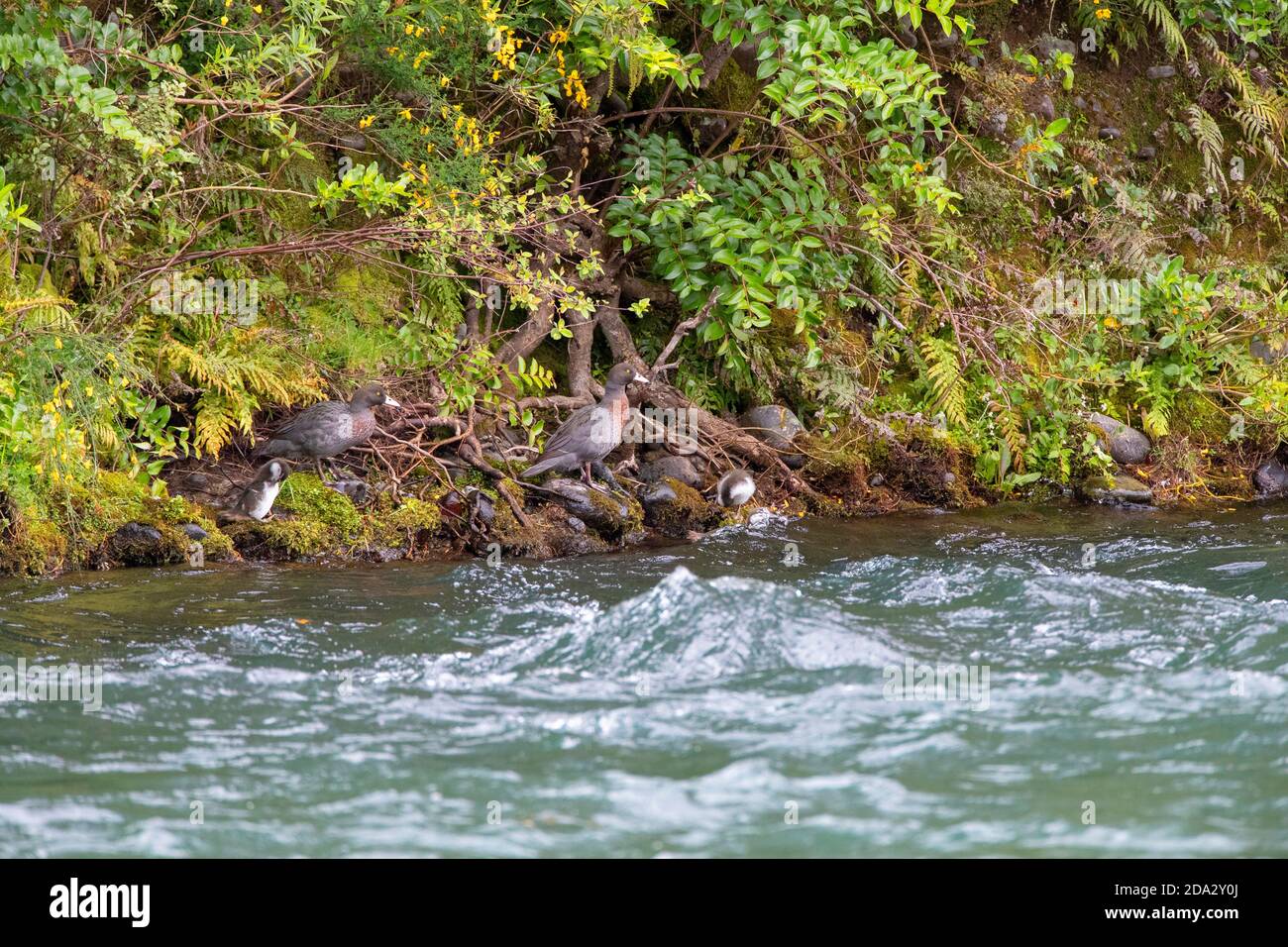 Blaue Ente, Whio (Hymenolaimus malacorhynchos), Entenfamilie an einem Ufer, Neuseeland, Nordinsel, Turangi Stockfoto