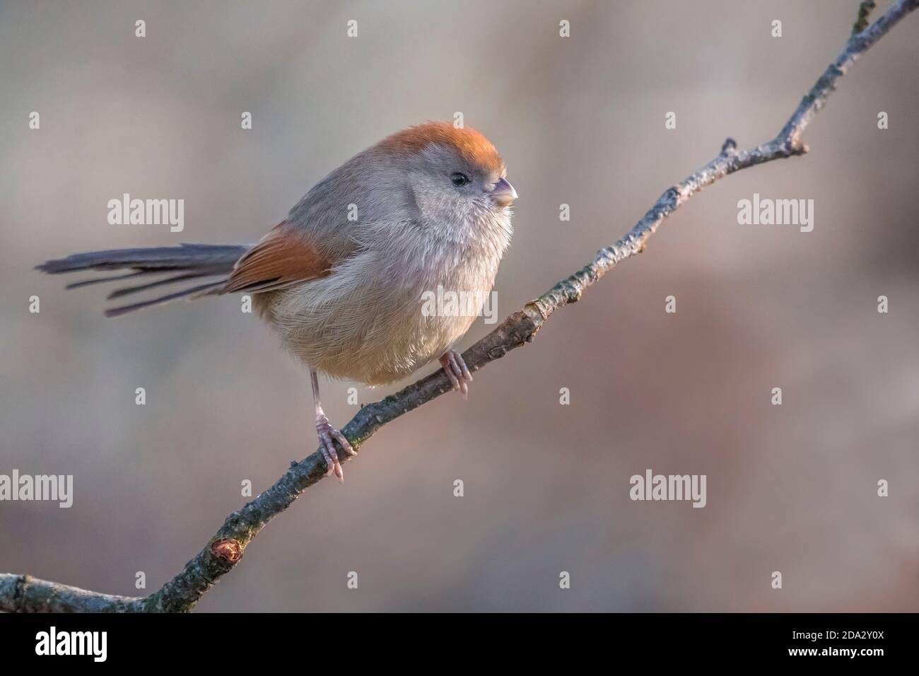 Weinkehlpapageienvogel (Sinosuthora webbiana, Paradoxornis webbianus), entflohen, auf einem Ast, Italien, Varese Stockfoto