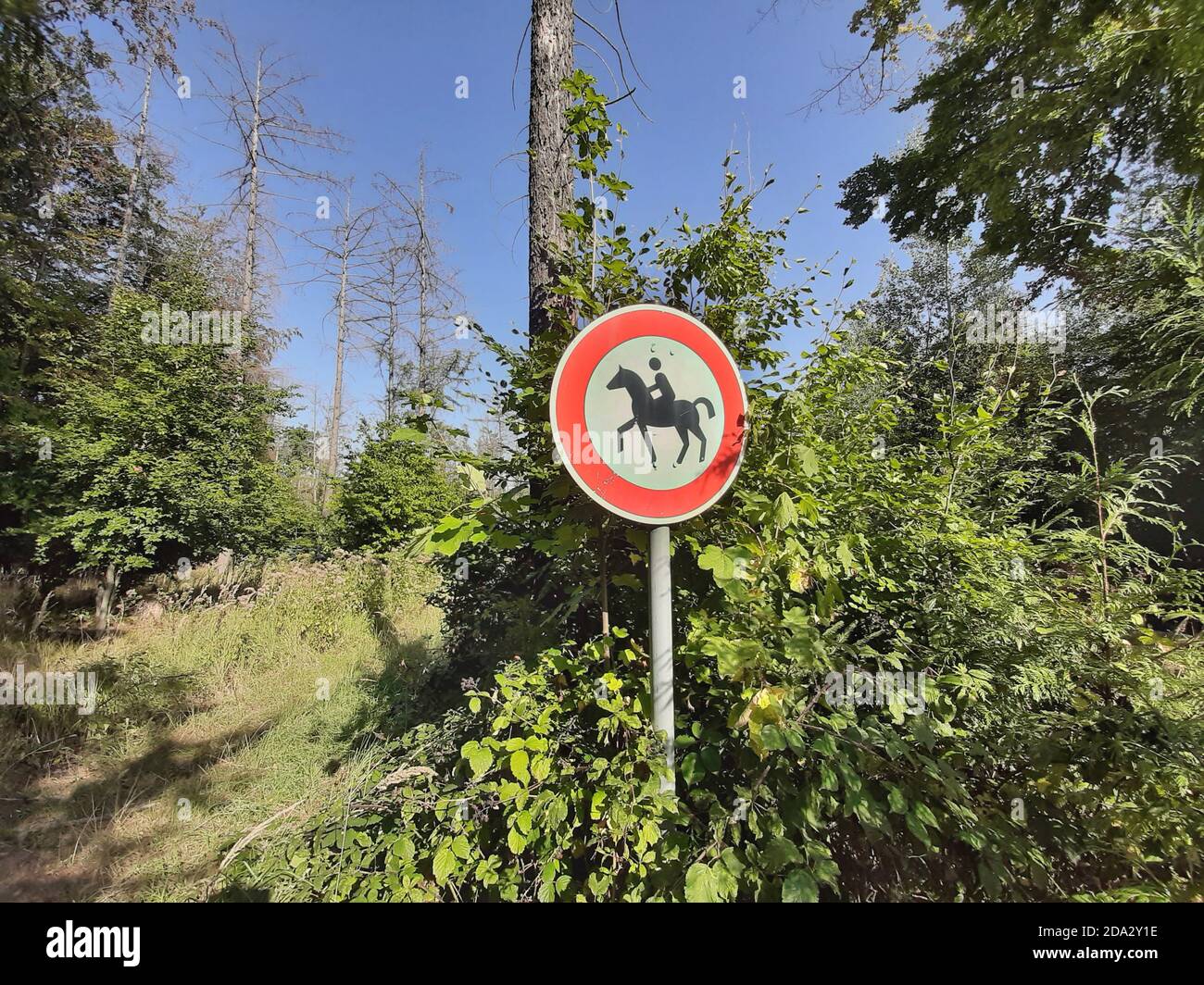 schild 'Reiten verboten' im Wald, Deutschland Stockfoto