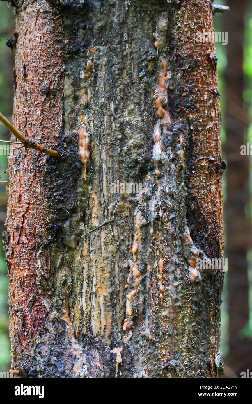 Norwegenfichte (Picea abies), Harz am Stamm, Deutschland Stockfoto